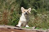 CORGI PEMBROKE 216